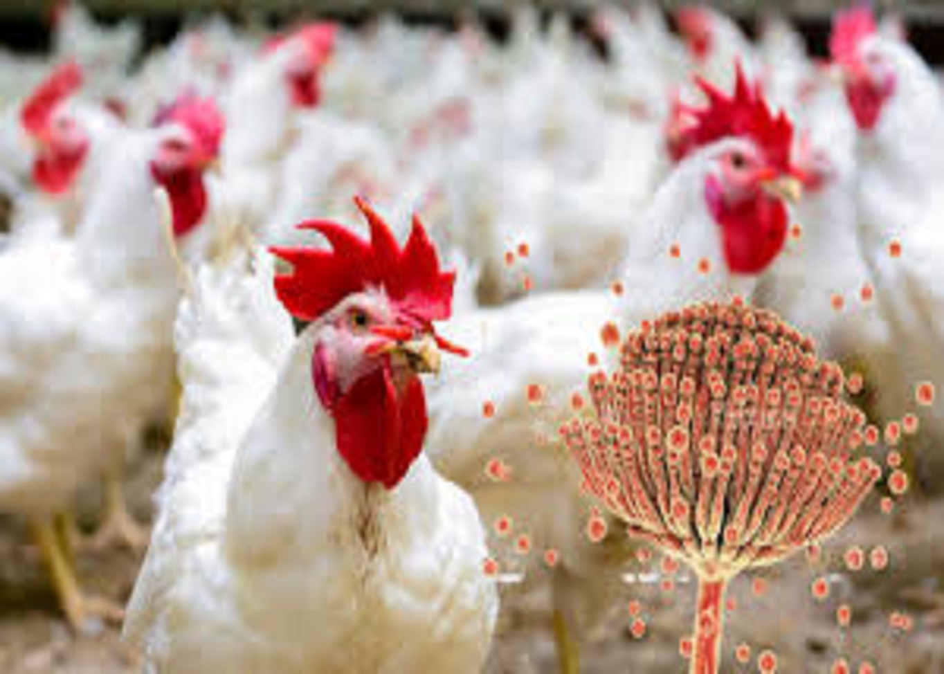 Mycotoxins in Poultry Nutrition